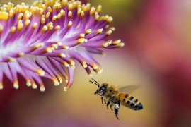 espantar abejas