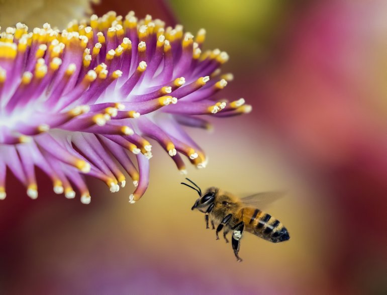 espantar abejas