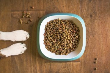 piensos de insectos para perros